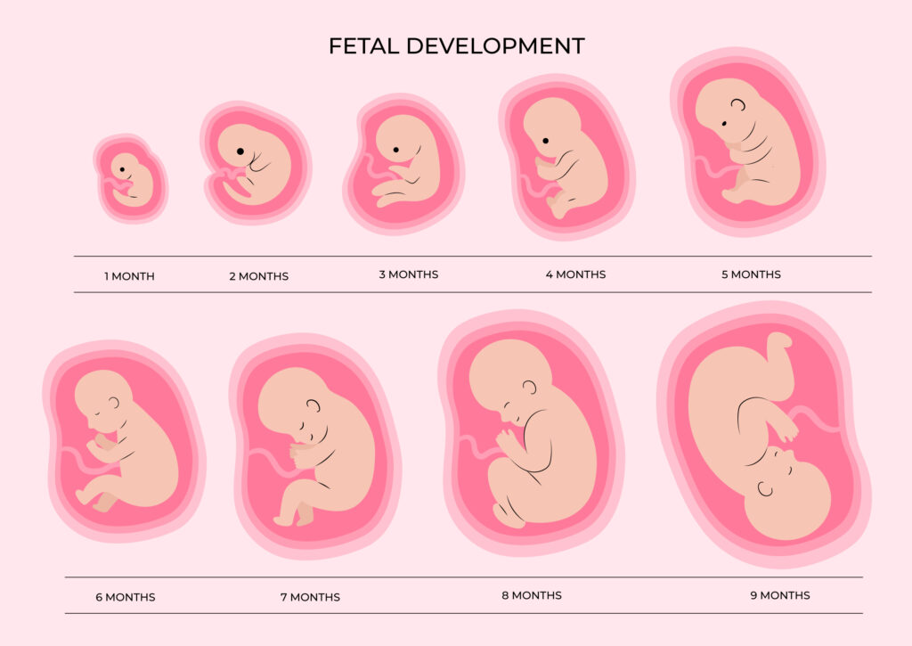 rozwój prenatalny