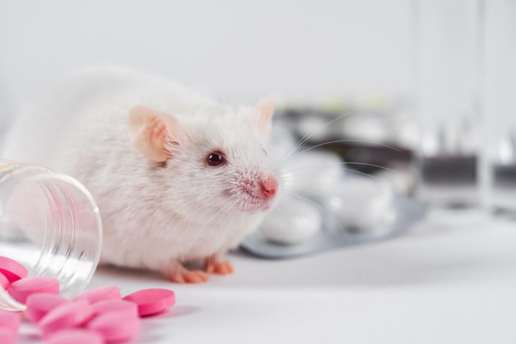 otyłość wpływa na funkcje poznawcze - badanie na myszach